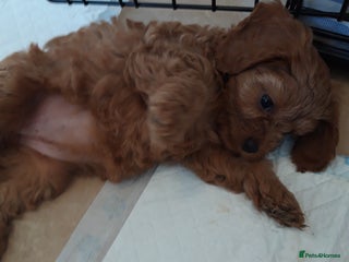 Cavapoo dogs - Advert 24