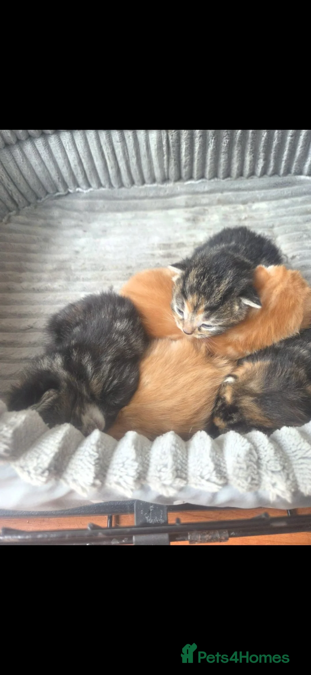 Mixed Breed cats for sale: Beautiful kittens 2 weeks old - Advert 1