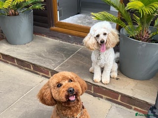 Miniature Poodle dogs - Advert 15