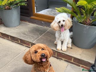 Miniature Poodle dogs Miniature Poodle Stud - Advert 21