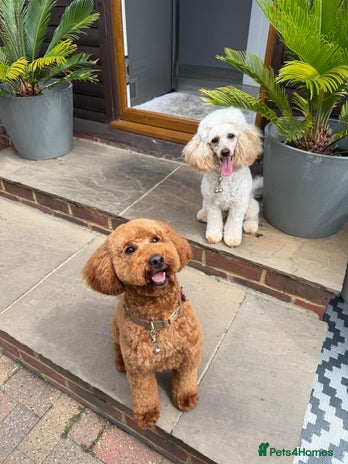 Miniature Poodle dogs - Advert 1