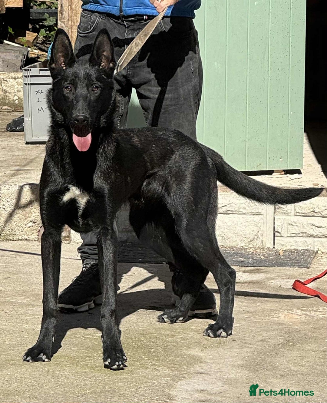 Mixed Breed dogs for sale: Dutch shepherd x Belgian malinois - Image 1
