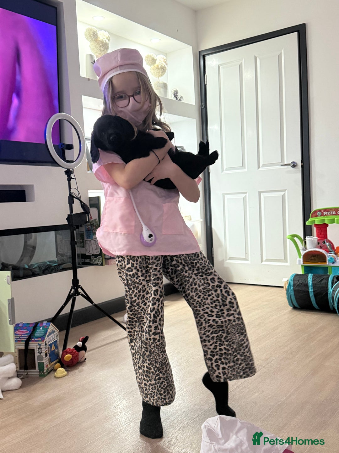 Cocker Spaniel dogs for sale: Cocker spaniel (working) - Advert 12