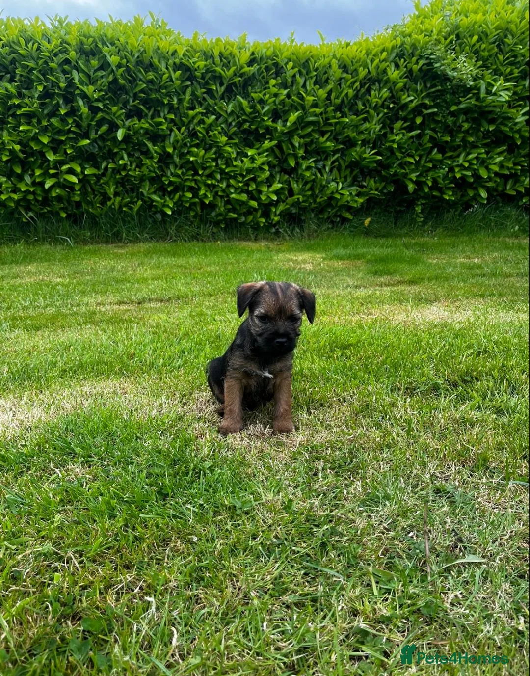 Border Terrier dogs for sale: PEDIGREE BORDER TERRIER PUPPIES  - Advert 4