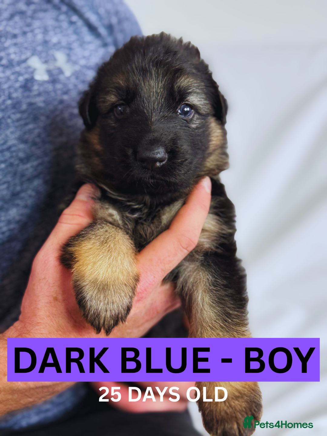 German Shepherd dogs for sale: Beautiful German Shepherd Puppies - Image 6