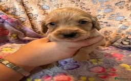 Cocker Spaniel dogs for sale: COCKER SPANIEL LITTER OF 9 IN SCARBOROUGH  - Image 25
