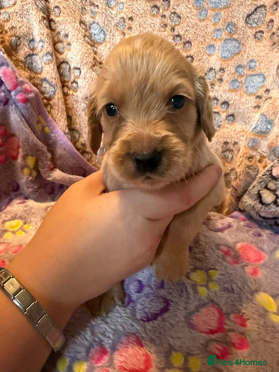Cocker Spaniel dogs for sale: COCKER SPANIEL LITTER OF 9 IN SCARBOROUGH  - Image 25