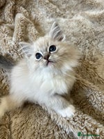 Ragdoll cats GCCF Registered Ragdoll Kittens - Advert 4