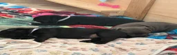 Staffordshire Bull Terrier dogs for sale: 🐾 Beautiful KC registered puppies 🐾 - Advert 7