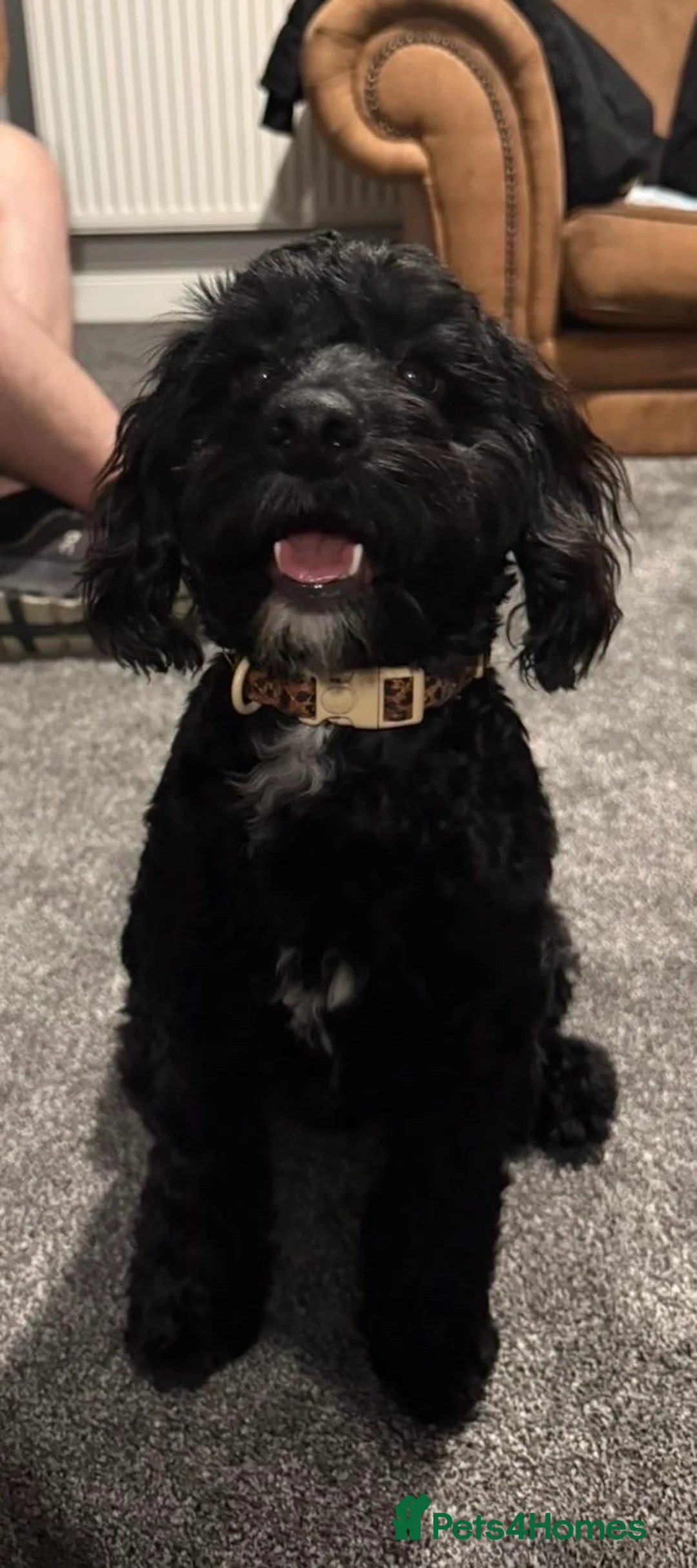 Cockapoo dogs for sale: Robbie  - Advert 1