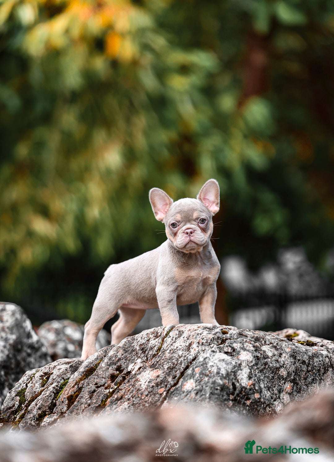 French Bulldog dogs for sale: 4 FRENCH BULLDOG GIRLS AVAILABLE  - Image 9