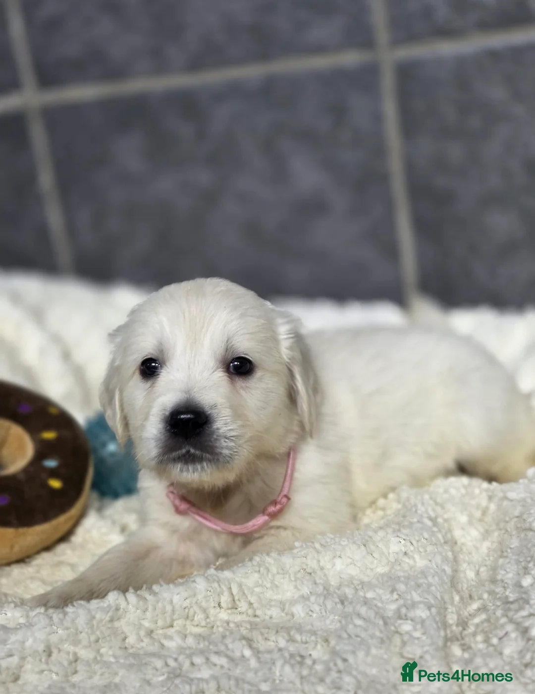 Golden Retriever dogs for sale: Beautiful kc golden retriever pups - Advert 20