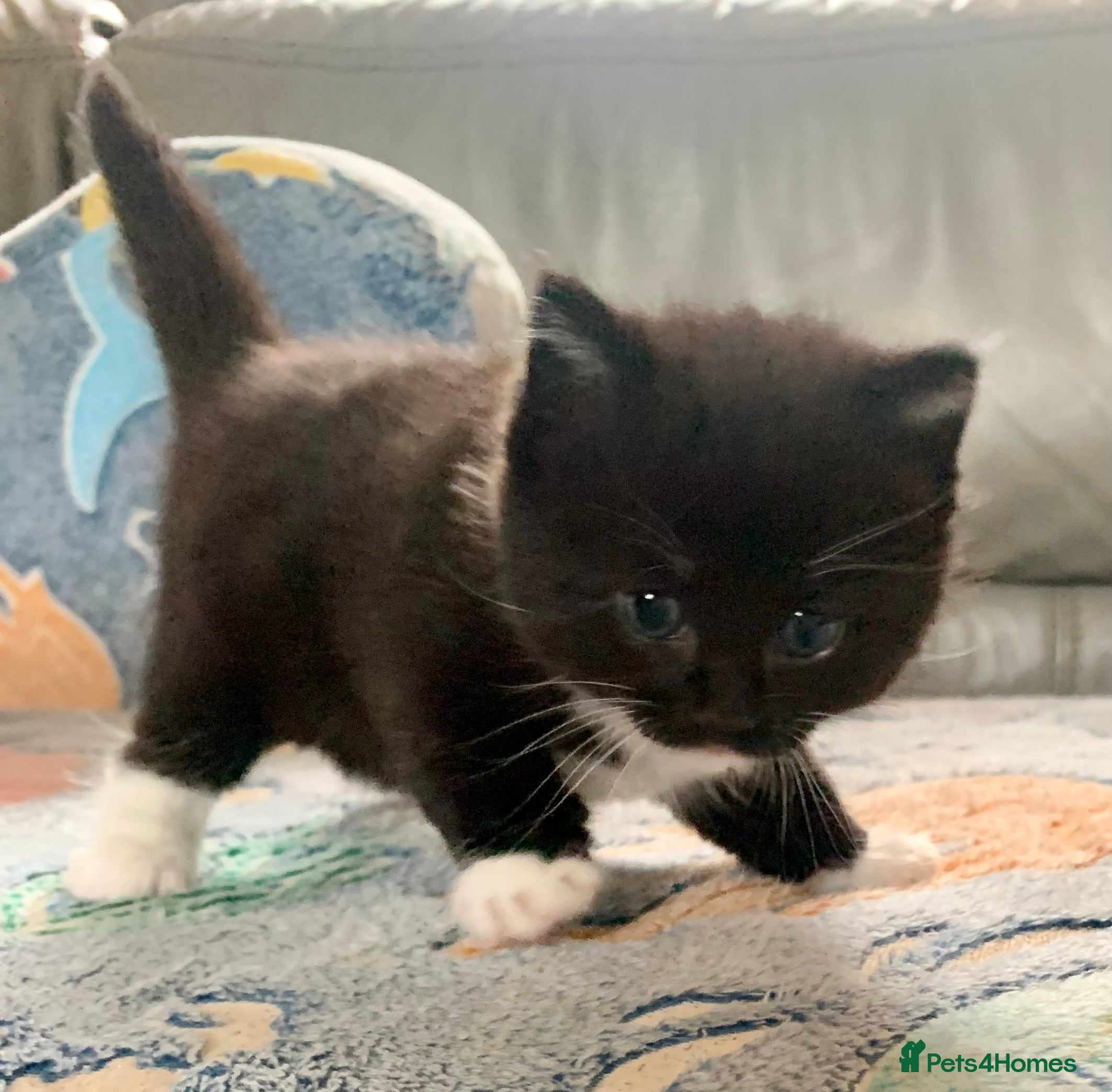 Mixed Breed cats for sale: ❤️Beautiful Tuxedo X British long hair kittens❤️  - Advert 2