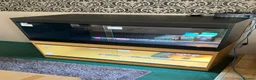 Bearded Dragon reptiles for sale: Bearded Dragon + New Vivarium Setup kit - Advert 3