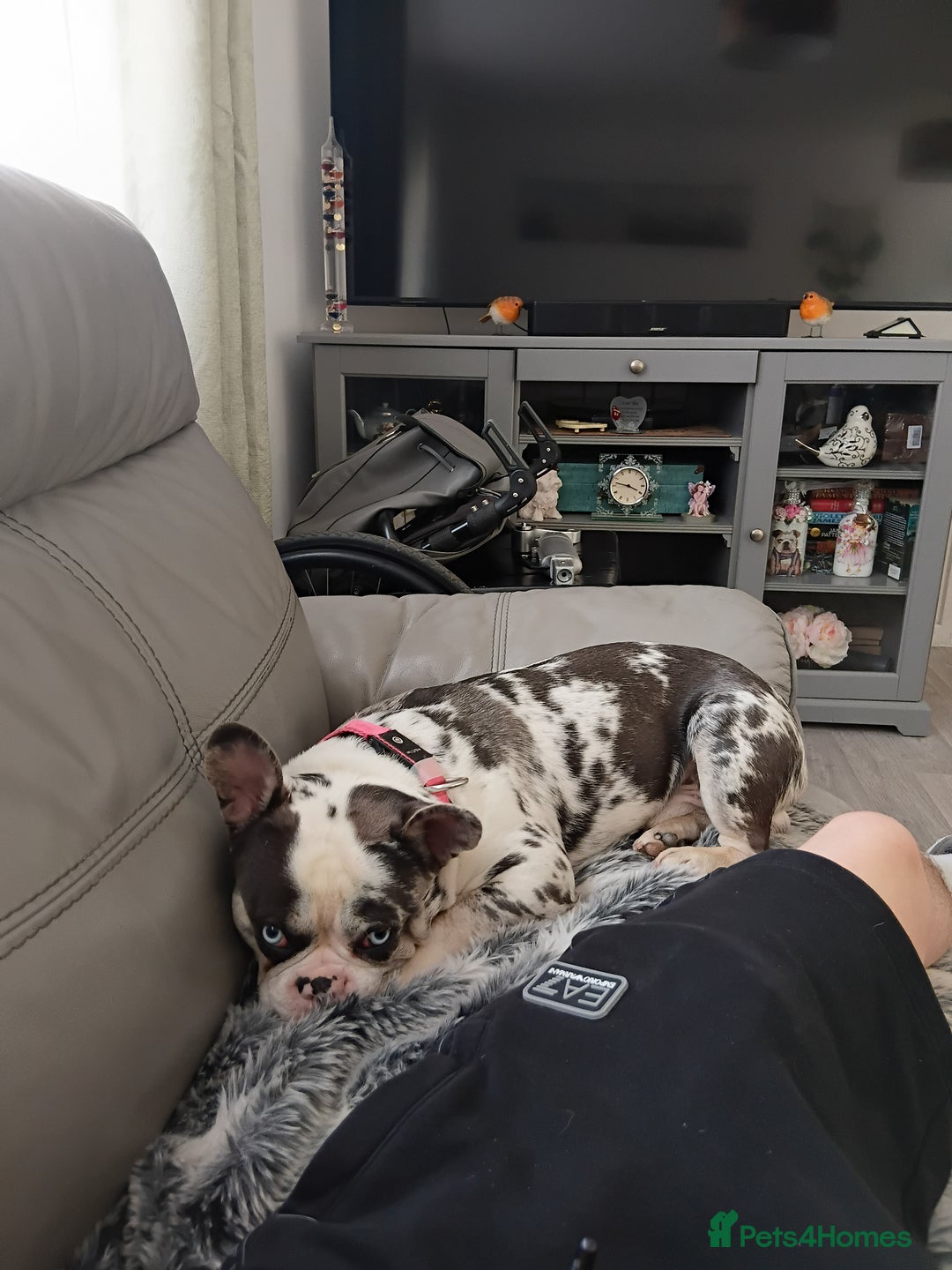 French Bulldog dogs for sale: UNIQUE 2 YEAR OLD MALE FRENCH BULLDOG (BLUE EYES)  - Advert 3