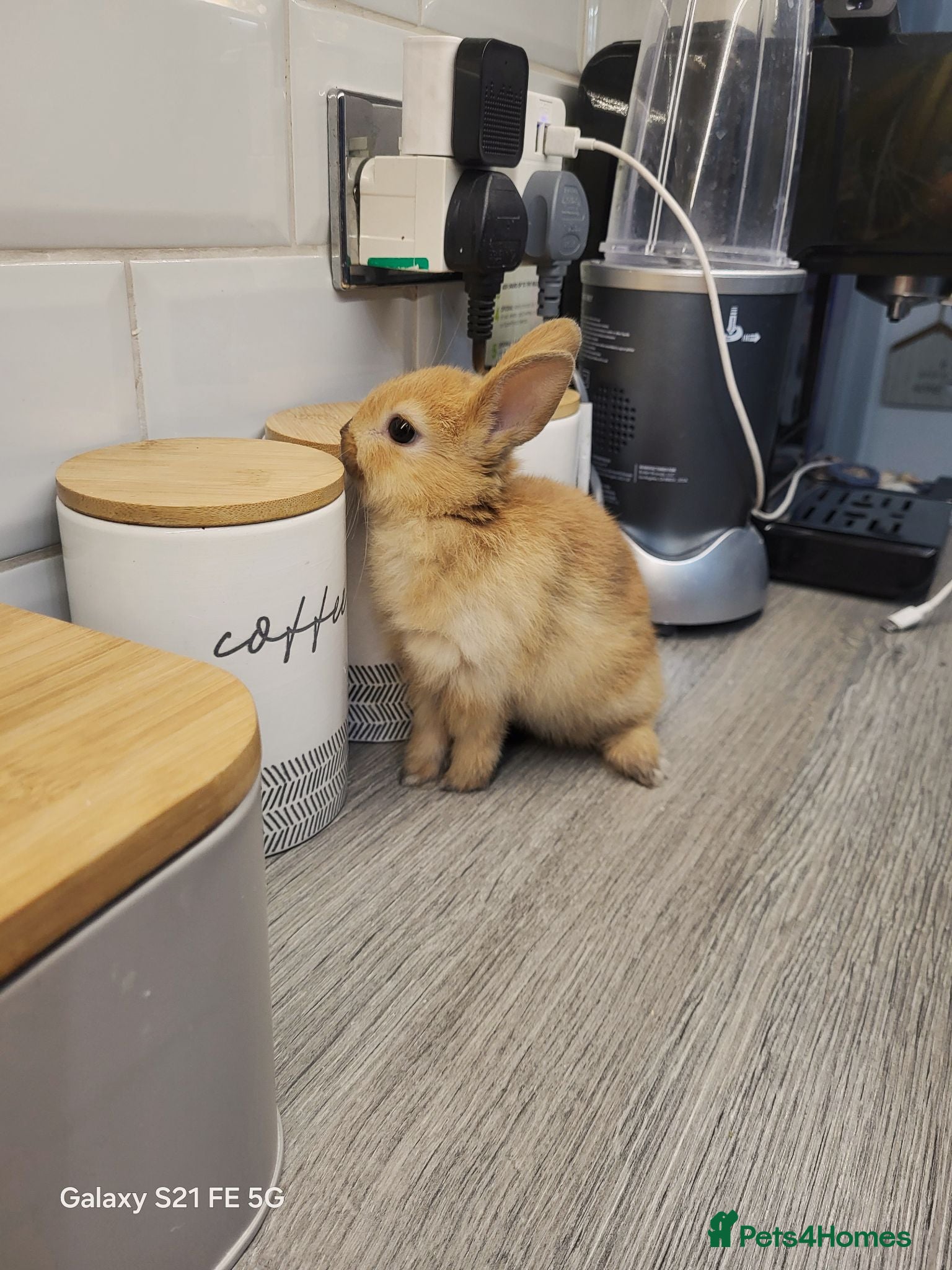 Netherland Dwarf rabbits  A purebread red colour little bunny ready for res - Advert 16