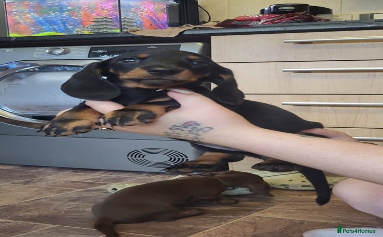 Miniature Dachshund dogs - Advert 10