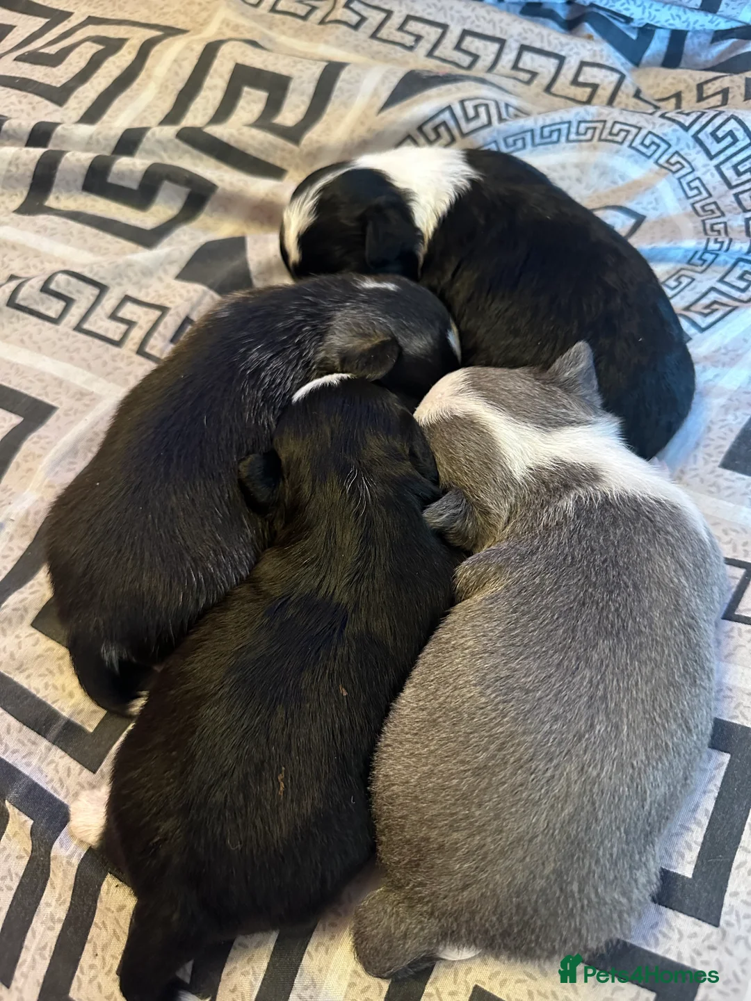 Chihuahua dogs for sale: Chihuahua puppies 2 boys & 1 girl, ready mid sept in Doncaster - Advert 2