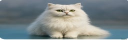 Persian cats for stud: ⭐️PERSIAN CHINCHILLA  PEDIGREE  STUD⭐️ in Gerrards Cross - Advert 3