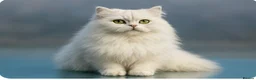 Persian cats for stud: ⭐️PERSIAN CHINCHILLA  PEDIGREE  STUD⭐️ in Gerrards Cross - Advert 2