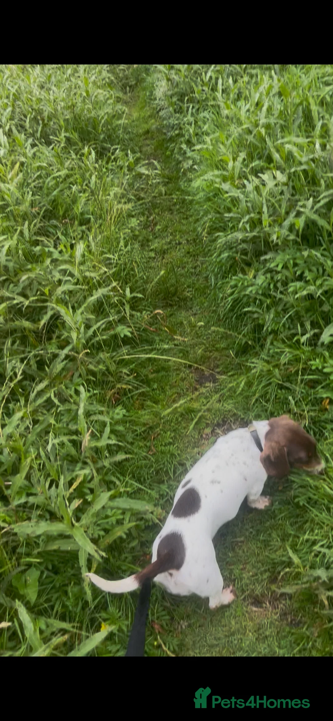 Dachshund dogs for sale: piebald Miniature, dachshund girl  - Advert 5