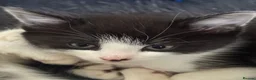 Mixed Breed cats for sale: BBSH mixed breed kitten black white boy - Advert 2