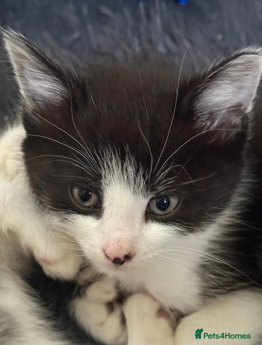 Mixed Breed cats for sale: BBSH mixed breed kitten black white boy - Advert 2