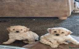 Cavapoo dogs for sale: Two beautiful cavapoo pups for sale - Advert 2
