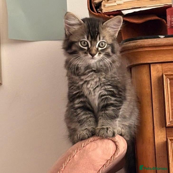 Mixed Breed cats Stunning bundle of Tiffanie cross kittens - Advert 2