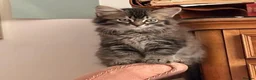 Mixed Breed cats for sale: Stunning bundle of Tiffanie cross kittens in Norwich - Advert 2