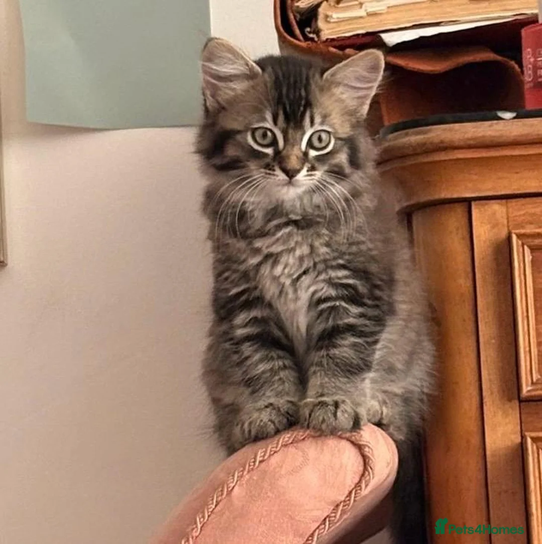 Mixed Breed cats for sale: Stunning bundle of Tiffanie cross kittens in Norwich - Advert 2