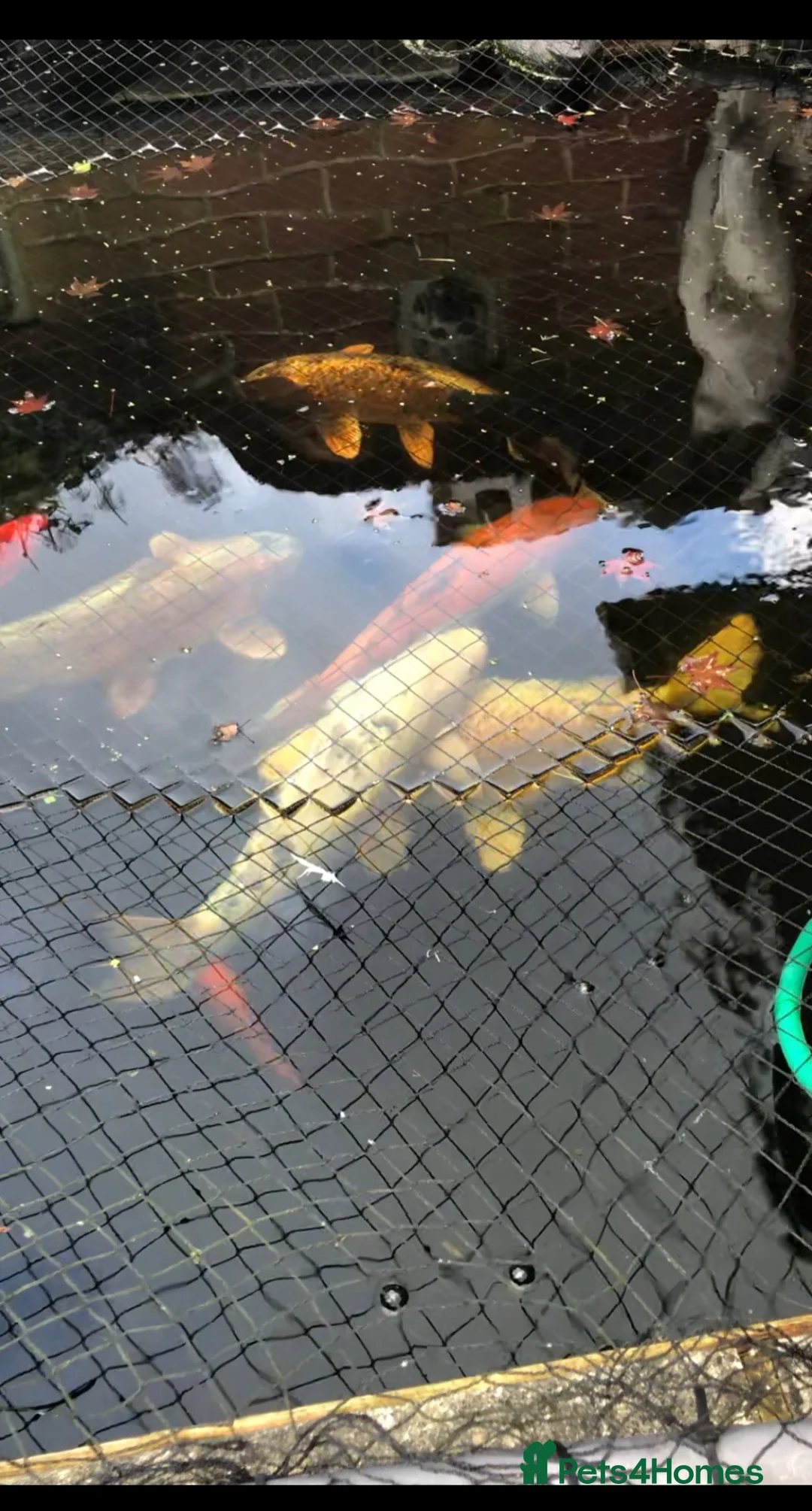 Koi Carp fish for sale: Koi carp  - Advert 1