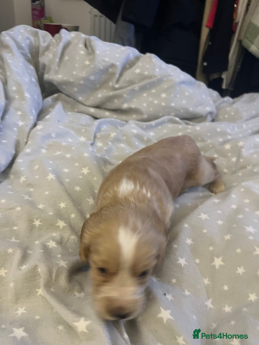 Mixed Breed cats for sale: SPROCKER SPANIEL PUPPIES  - Advert 2