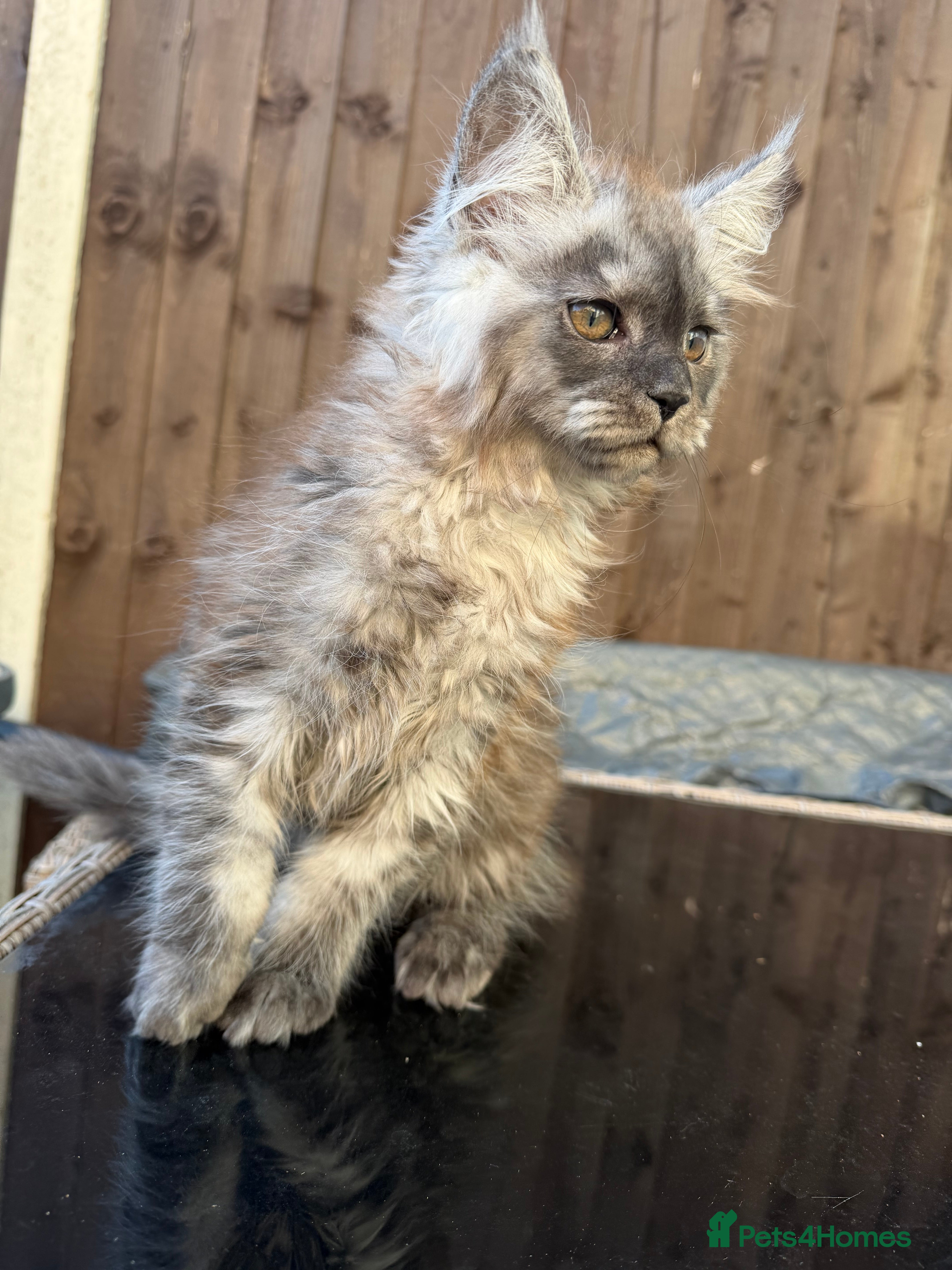 Maine Coon cats ⭐️READY NOW* TICA MAINECOON KITTEN’S⭐️🏆 - Advert 10