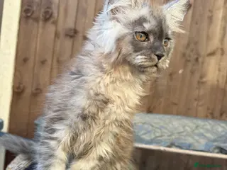 Maine Coon cats ⭐️READY NOW* TICA MAINECOON KITTEN’S⭐️🏆 - Advert 10