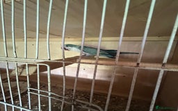 Parakeets birds for sale: Quaker parakeet  - Image 7