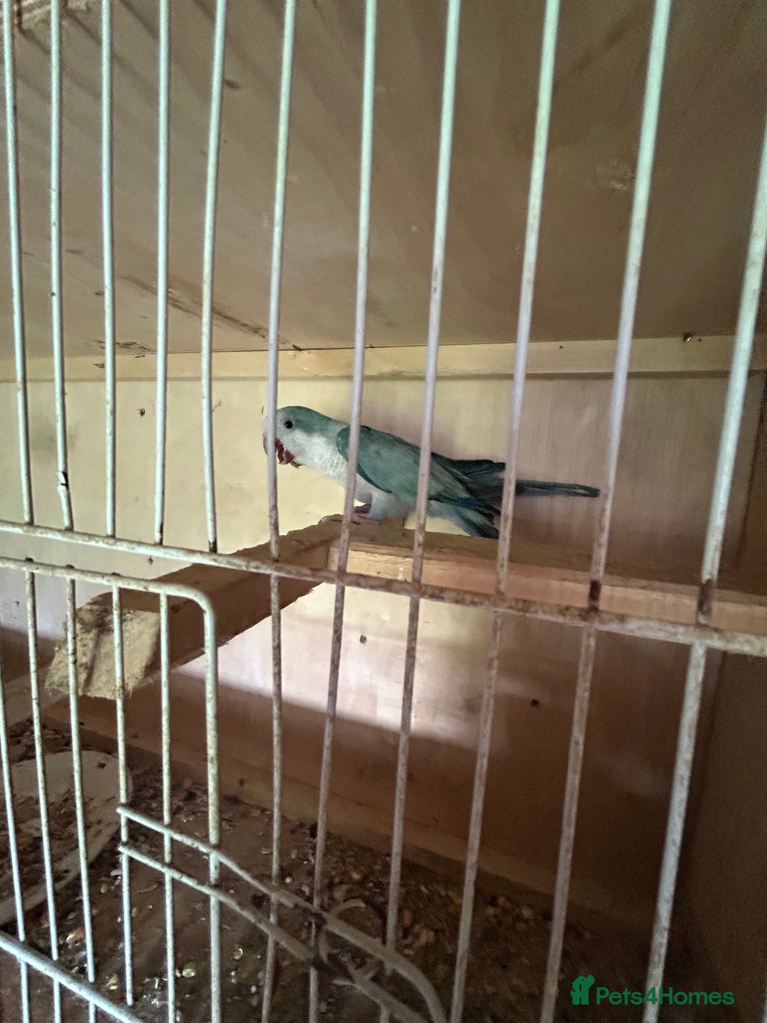 Parakeets birds for sale: Quaker parakeet  - Image 7