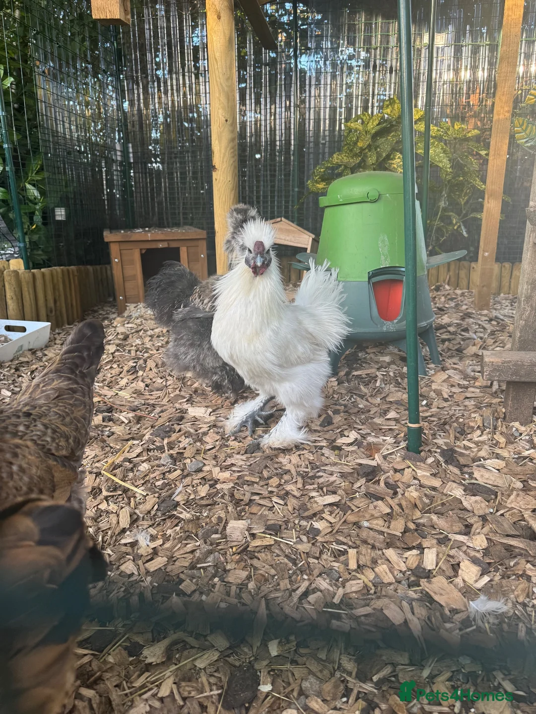 Chickens poultry for sale: White silkie Cockerel  in Banstead - Advert 1
