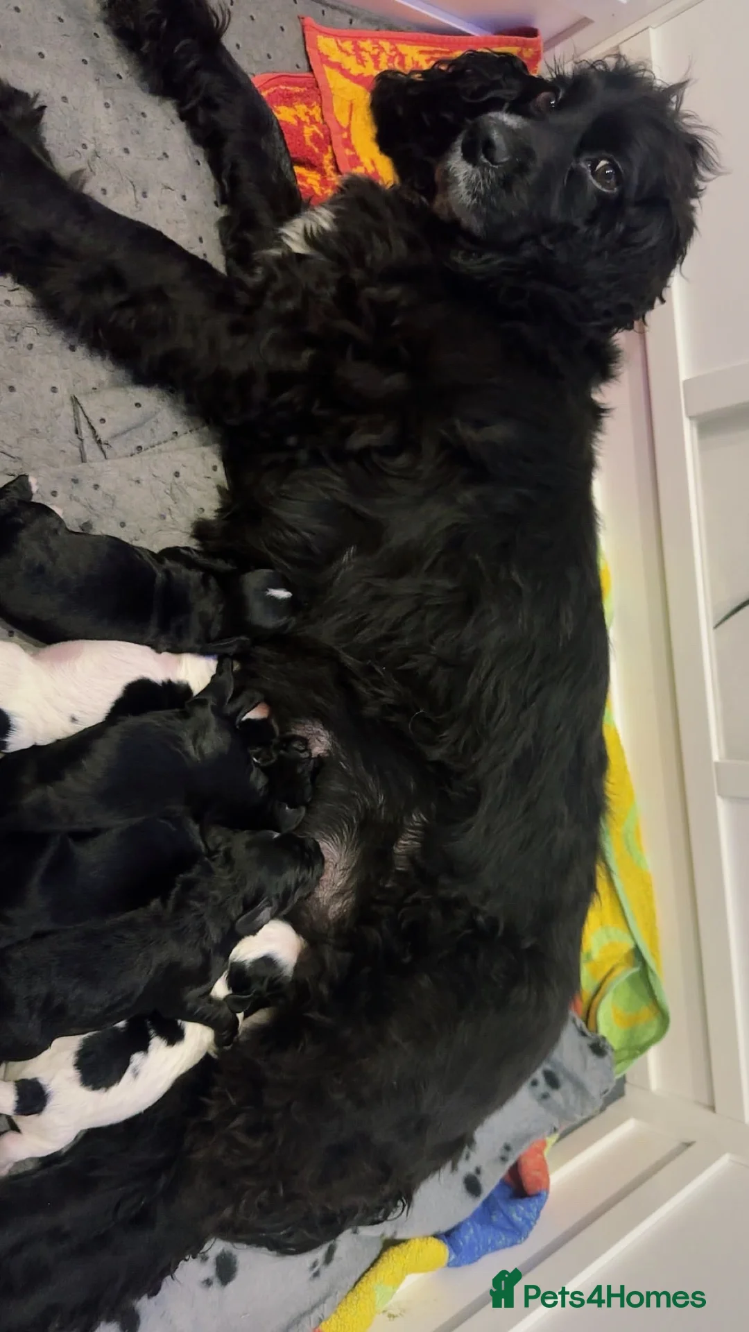 Cocker Spaniel dogs for sale: Beautiful litter of working cocker spaniels  - Advert 5