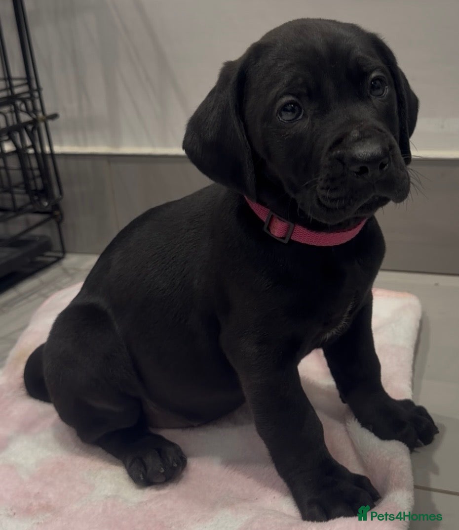 Cane Corso dogs ICCF REGISTERED LAST FEMALE  LEFT  - Advert 3