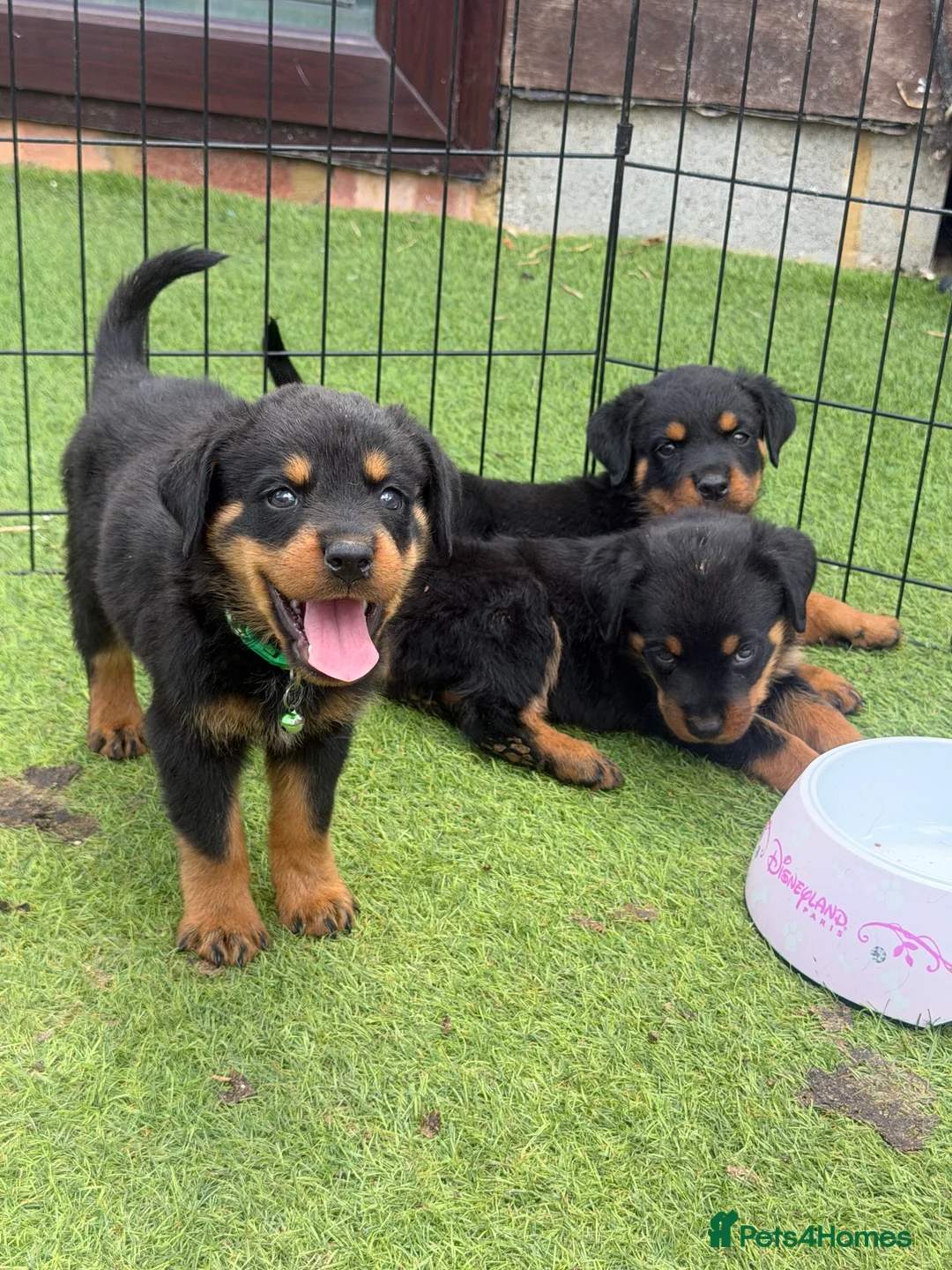 Rottweiler dogs for sale: 6 beautiful Rottweiler puppies  - Advert 12