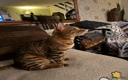 Bengal cats for sale: Beautiful female bengal - Image 4