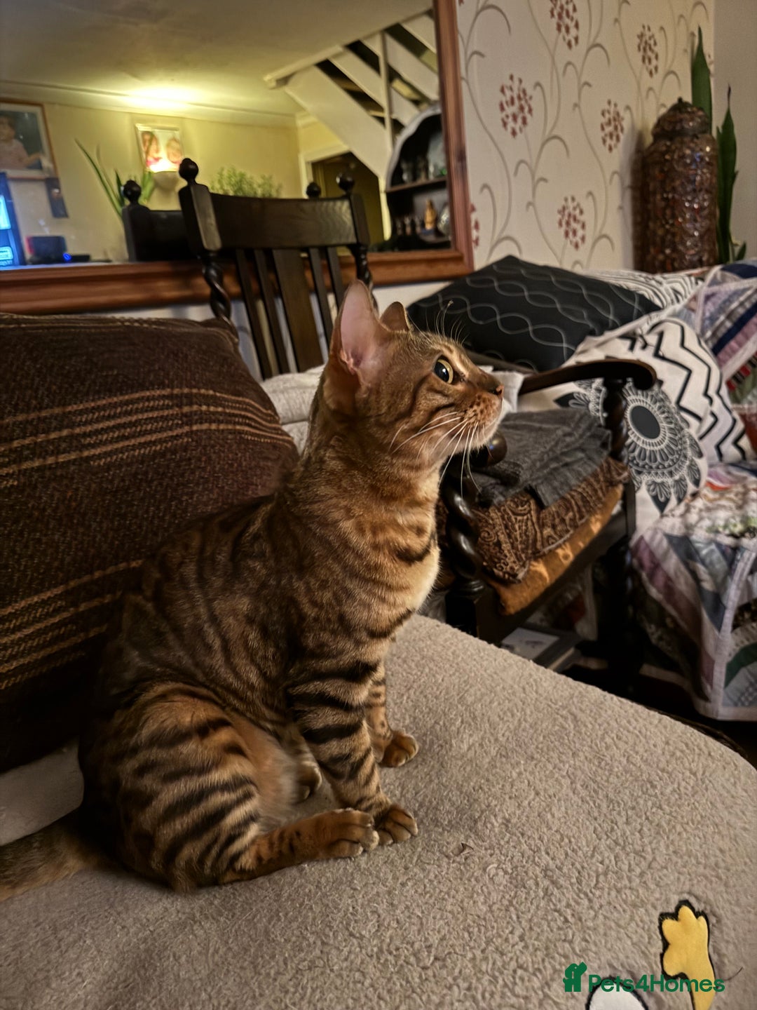 Bengal cats for sale: Beautiful female bengal - Image 4