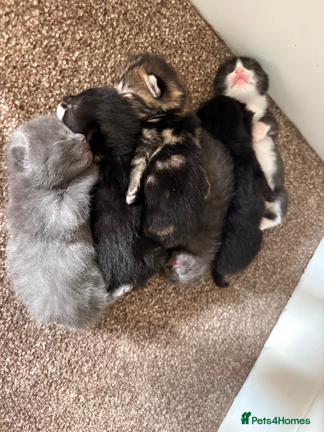 Mixed Breed cats for sale: Beautiful Kittens  - Advert 2