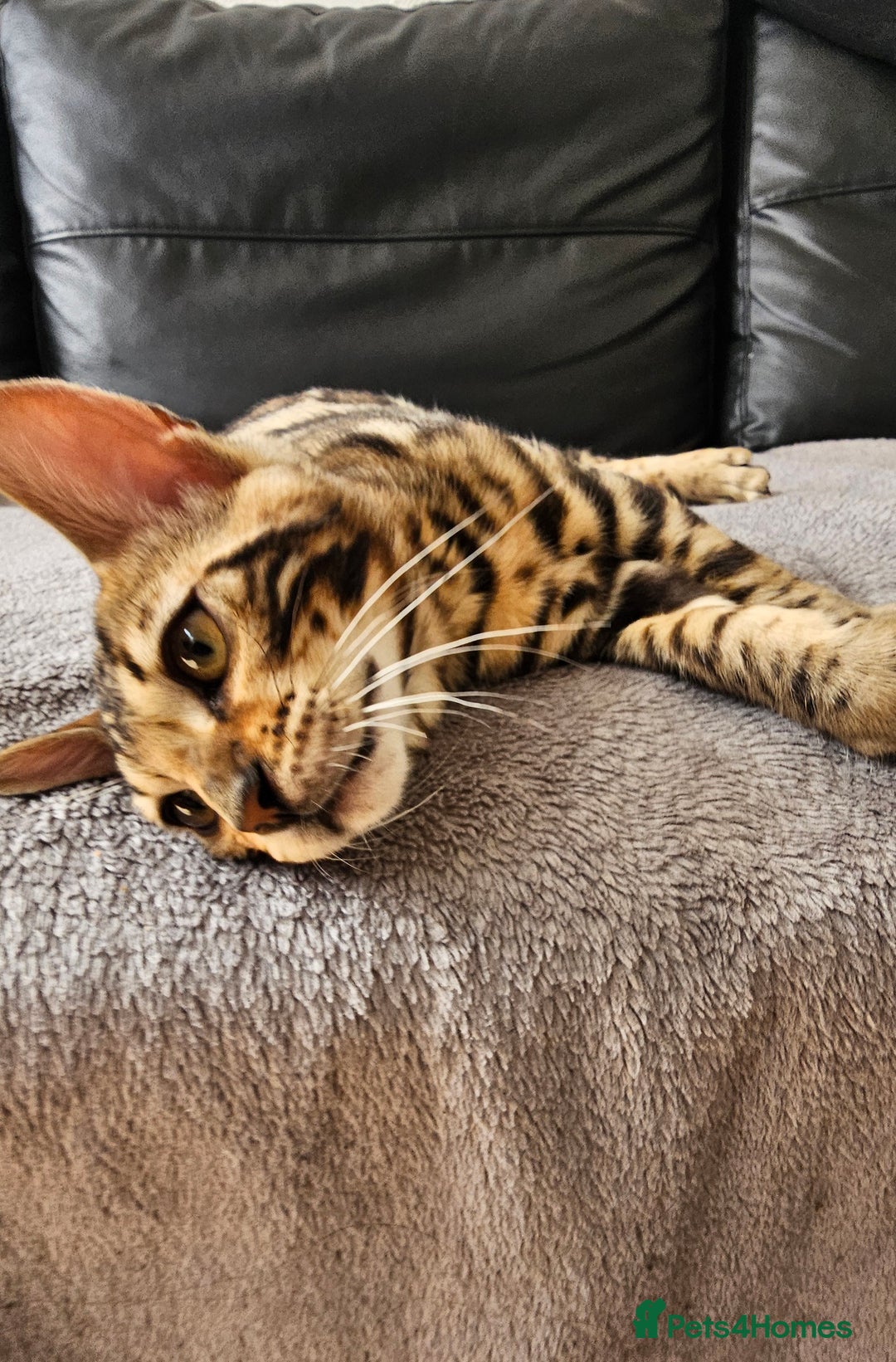 Bengal cats for sale: Bengal kittens  - Image 6