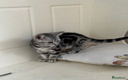 British Shorthair cats for sale: Beautiful British Shorthair girls very loving - Image 3