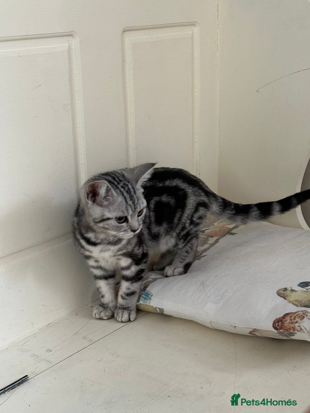 British Shorthair cats for sale: Beautiful British Shorthair girls very loving - Image 3