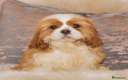 Cavapoo dogs for sale: BEAUTIFUL F1 CAVAPOOS - Image 9