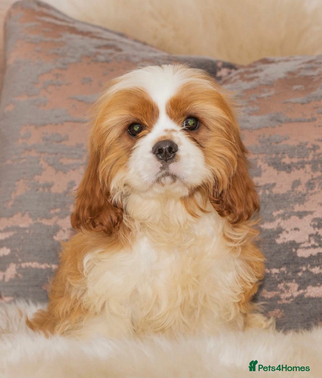 Cavapoo dogs for sale: BEAUTIFUL F1 CAVAPOOS - Image 9