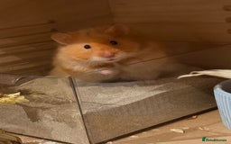 Hamster rodents for sale: Male long haired Syrian hamster  - Image 3